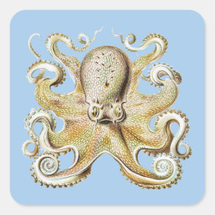 Antieke Ernst Haeckel Octopus Zeevaart Zeeleven Vierkante Sticker