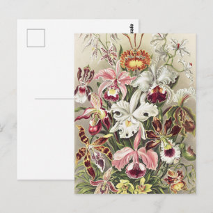 Antieke Ernst Haeckel Orchidee Botanische Print Briefkaart