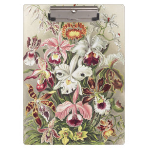 Antieke Ernst Haeckel Orchidee Botanische Print Klembord