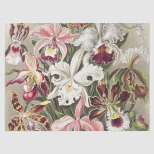 Antieke Ernst Haeckel Orchidee Botanische Print Tissuepapier