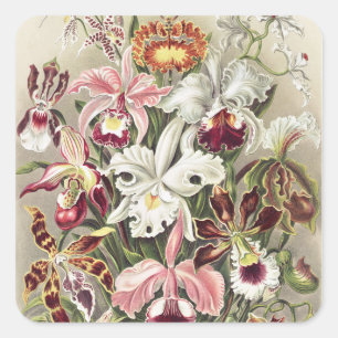 Antieke Ernst Haeckel Orchidee Botanische Print Vierkante Sticker