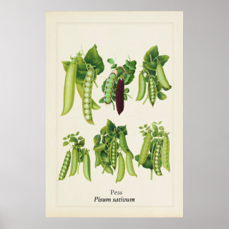 Antieke Erwt Botanische Illustratie, Keuken Kunst Poster