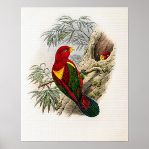 Antieke Geelkaplori door John Gould Poster