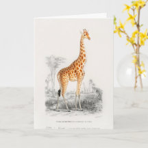 Antieke Giraffe Natuurhistorische Print Orbigny