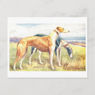 Antieke Greyhound Briefkaart