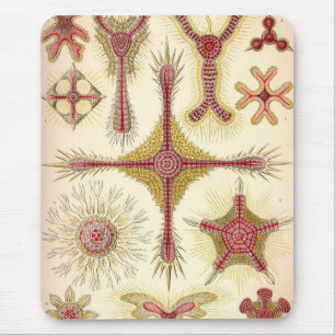 Antieke Haeckel Muismat