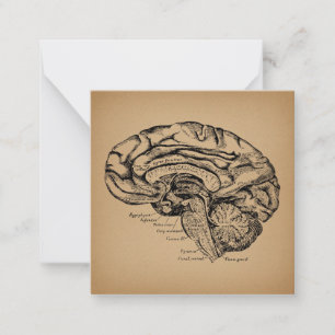 Antieke Hersendiagram Houtsnede Medische Anatomie  Notitiekaartje