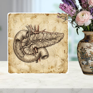Antieke illustratie van de anatomie van de alvlees tegeltje