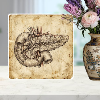 Antieke illustratie van de anatomie van de alvlees tegeltje