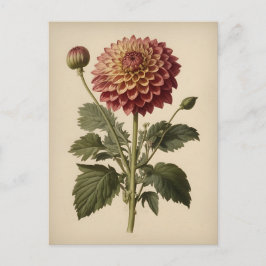 Antieke illustratie van een dahlia briefkaart