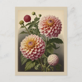 Antieke illustratie van een dahlia briefkaart