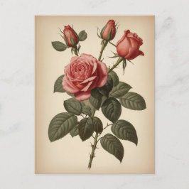 Antieke illustratie van een roos briefkaart
