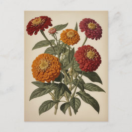 Antieke illustratie van een zinnia briefkaart