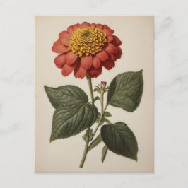 Antieke illustratie van een zinnia briefkaart