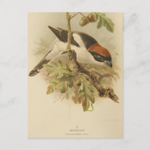 Antieke illustratie van roodkopklauwier briefkaart