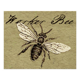 Antieke Illustratie van Werkbij - Vintage Insect Perfect Poster