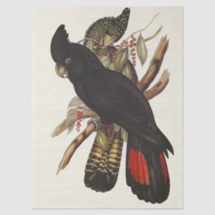 Antieke John Gould Rode Staart Zwarte Kaketoe Kuns Tissuepapier