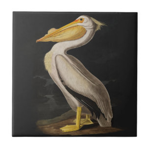 Antieke John James Audubon Witte Pelikaan Kust Tegeltje