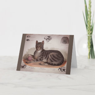 Antieke kattenkaart kaart