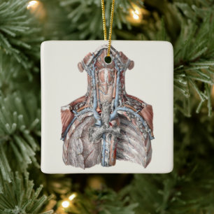 Antieke menselijke anatomie keel, nek, borst, ribb keramisch ornament
