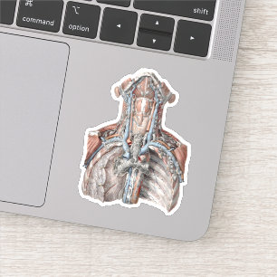 Antieke menselijke anatomie keel, nek, borst, ribb sticker