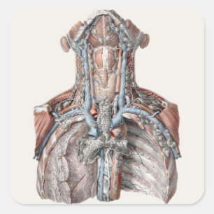 Antieke menselijke anatomie keel, nek, borst, ribb vierkante sticker