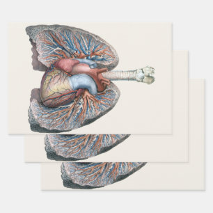 Antieke Menselijke Anatomie Longen Hart Organen Bl Inpakpapier Vel