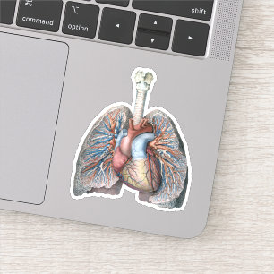Antieke Menselijke Anatomie Longen Hart Organen Bl Sticker