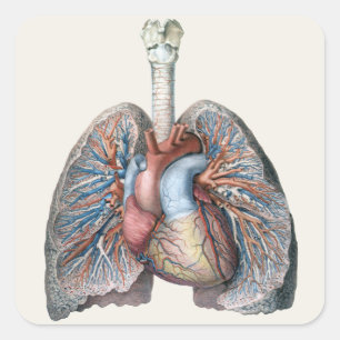 Antieke Menselijke Anatomie Longen Hart Organen Bl Vierkante Sticker