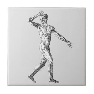 Antieke Menselijke Anatomie, Mannelijk Lichaam Spi Tegeltje
