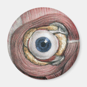 Antieke menselijke anatomie, Oogbol met spieren Magneet