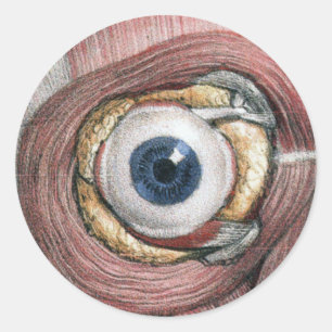 Antieke menselijke anatomie, Oogbol met spieren Ronde Sticker