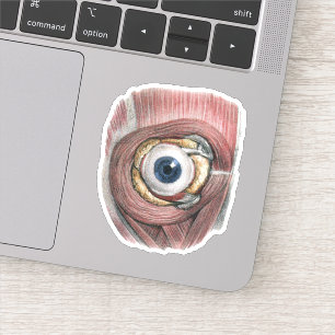 Antieke Menselijke Anatomie, Oogbol Oog met Spiere Sticker