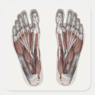 Antieke menselijke anatomie voetafdruk podiatrie v vierkante sticker