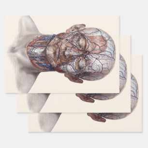 Antieke menselijke anatomie wetenschap, hoofd keel inpakpapier vel