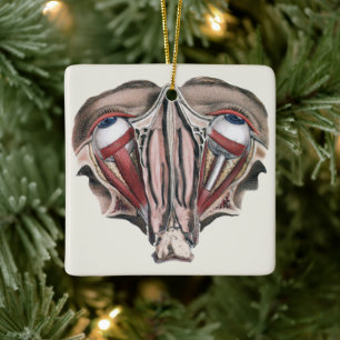 Antieke menselijke anatomie wetenschap, Oogbollen  Keramisch Ornament