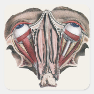 Antieke menselijke anatomie wetenschap, Oogbollen Vierkante Sticker