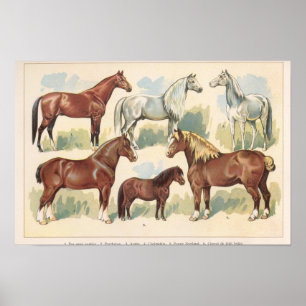 Antieke paarden poster