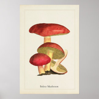 Antieke Paddenstoelen Kunstprint Poster