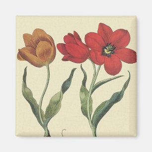 Antieke Plantkunde, Bloeiende Tulp Bloemen en Boll Magneet