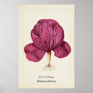 Antieke Rode Kool Botanische Illustratie Muur Kuns Poster
