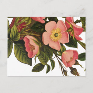 Antieke roos bloem kunst illustratie tekening briefkaart