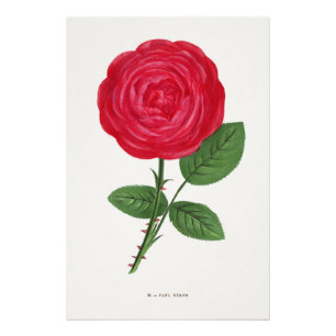 Antieke rozenlithografie, François-Frédéric Grobon Foto Afdruk