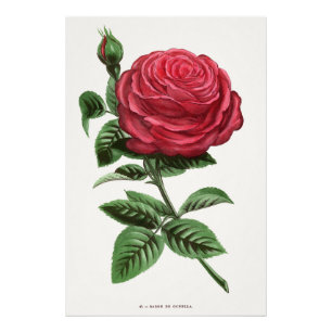 Antieke rozenlithografie, François-Frédéric Grobon Foto Afdruk