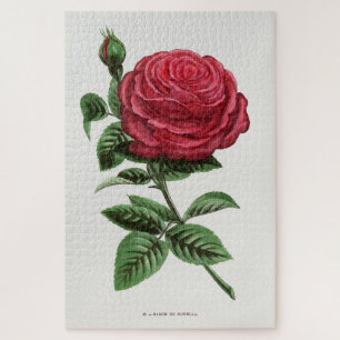 Antieke rozenlithografie, François-Frédéric Grobon Legpuzzel