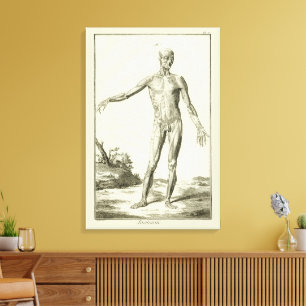 Antieke Spieren, Menselijke Anatomie door Denis Di Canvas Afdruk
