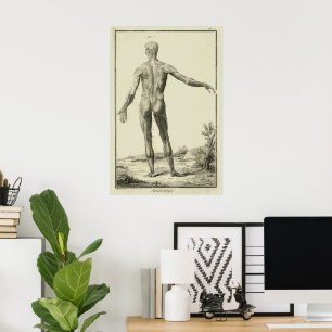 Antieke Spieren, Menselijke Anatomie door Denis Di Poster