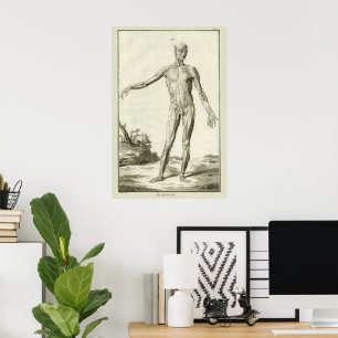 Antieke Spieren, Menselijke Anatomie door Denis Di Poster
