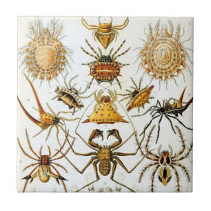 Antieke Spinnen of Arachniden door Ernst Haeckel Tegeltje