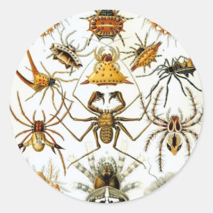 Antieke spinnen of spinachtigen door Ernst Haeckel Ronde Sticker